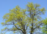 Quercus robur. Верхняя часть цветущего растения. Ярославская обл., пос. Борисоглебский. 16 мая 2014 г.