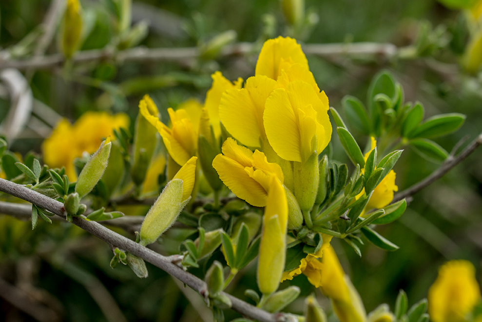 Изображение особи Chamaecytisus ruthenicus.