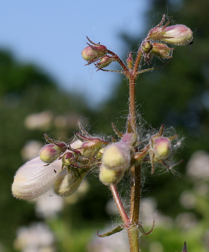 Image of Penstemon digitalis specimen.