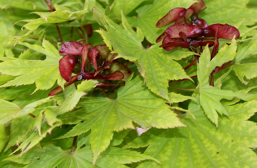 Image of Acer japonicum specimen.