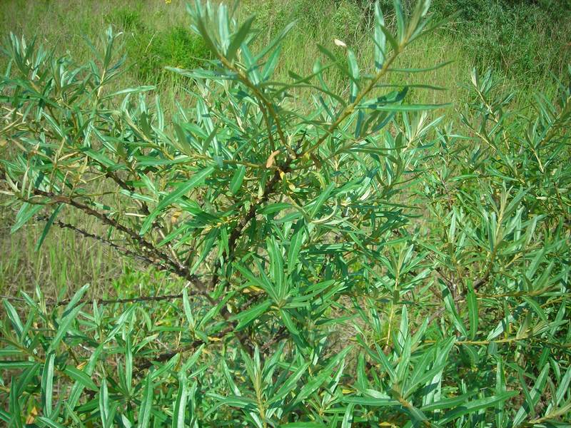 Image of Hippophae rhamnoides specimen.