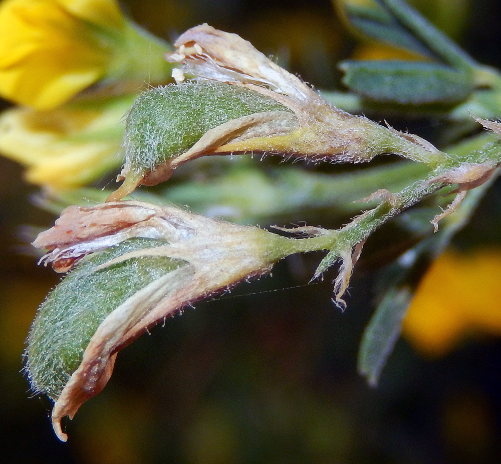 Image of Medicago glandulosa specimen.