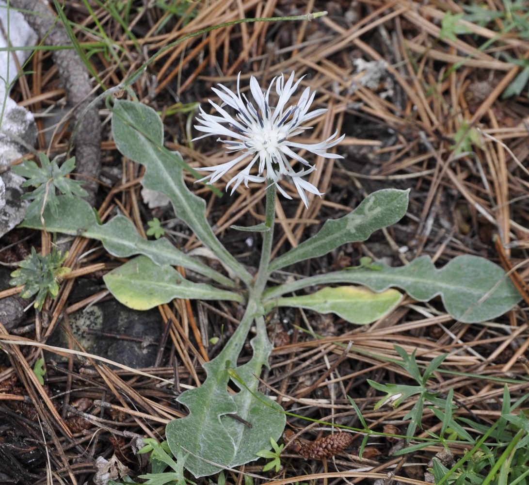 Image of Centaurea pindicola specimen.