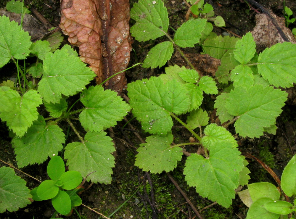 Image of Rubus idaeus specimen.