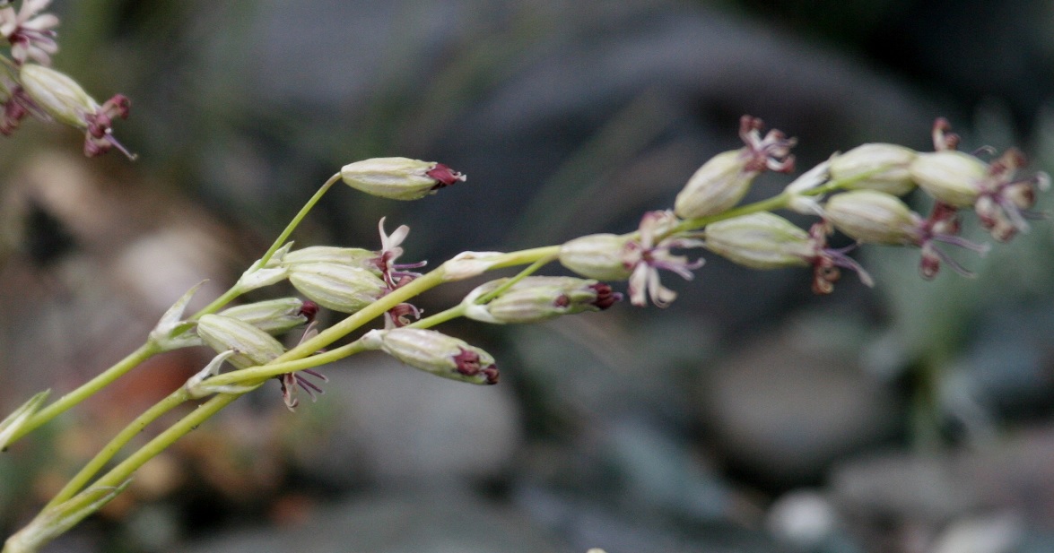 Изображение особи Silene graminifolia.