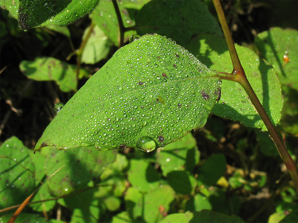 Image of Impatiens capensis specimen.