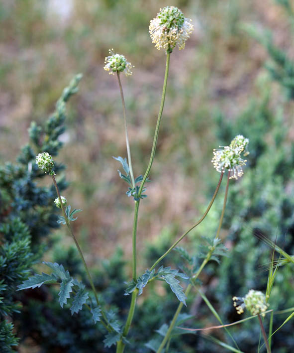 Image of Poterium polygamum specimen.