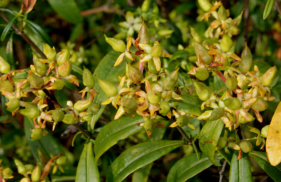 Image of Hypericum frondosum specimen.