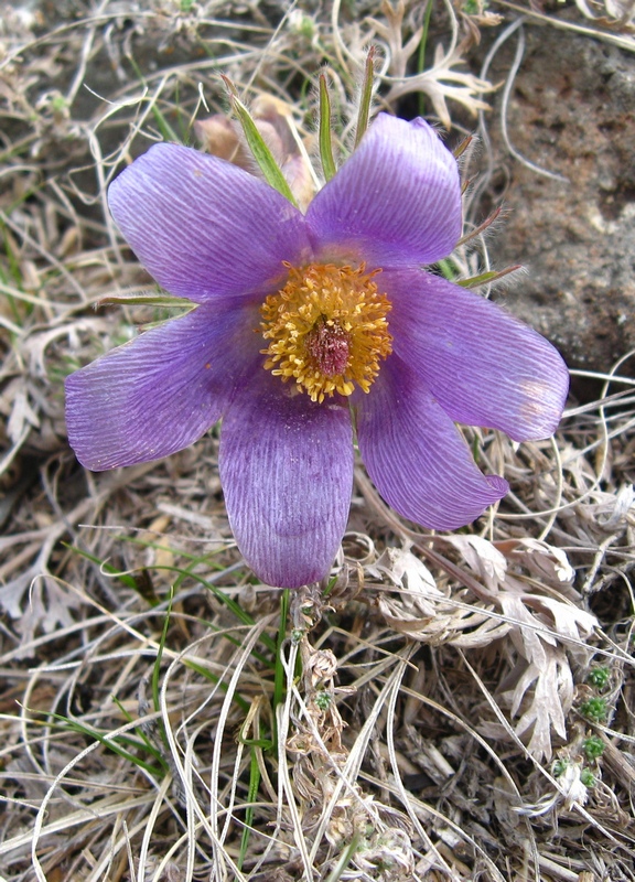 Image of Pulsatilla turczaninovii specimen.