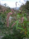 Persicaria lapathifolia. Цветущее растение. Крым, Севастополь, Байдарская долина, окр. с. Широкое. 22.08.2009.