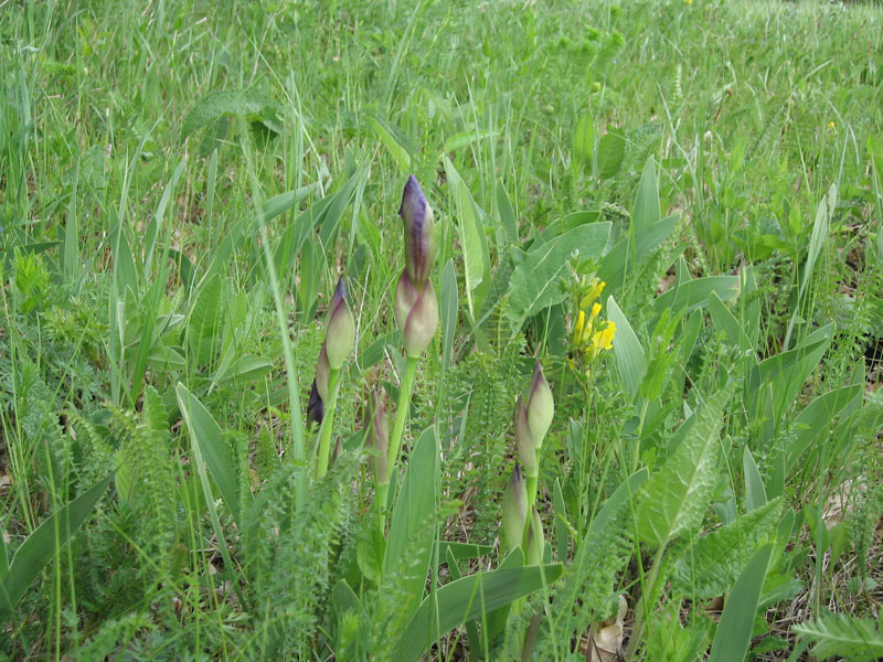 Image of Iris aphylla specimen.