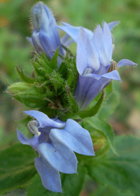 Изображение особи Lobelia siphilitica.