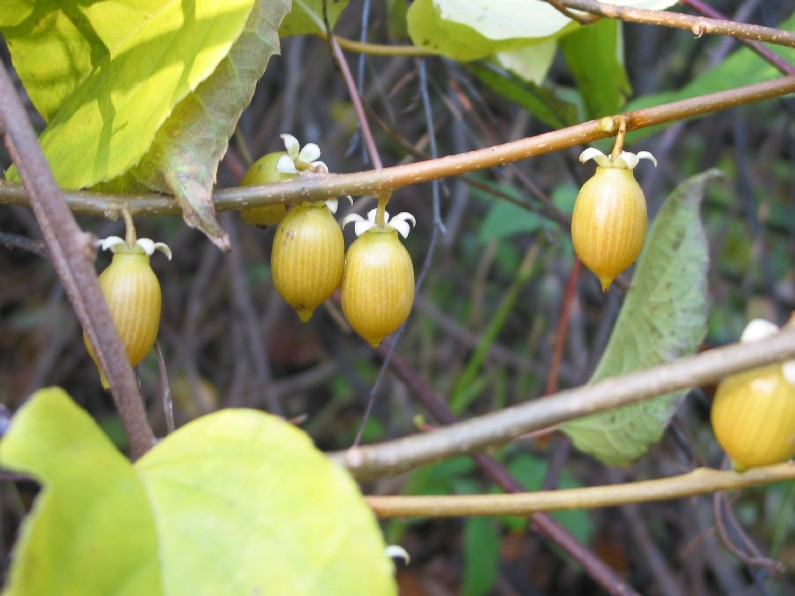 Image of Actinidia polygama specimen.