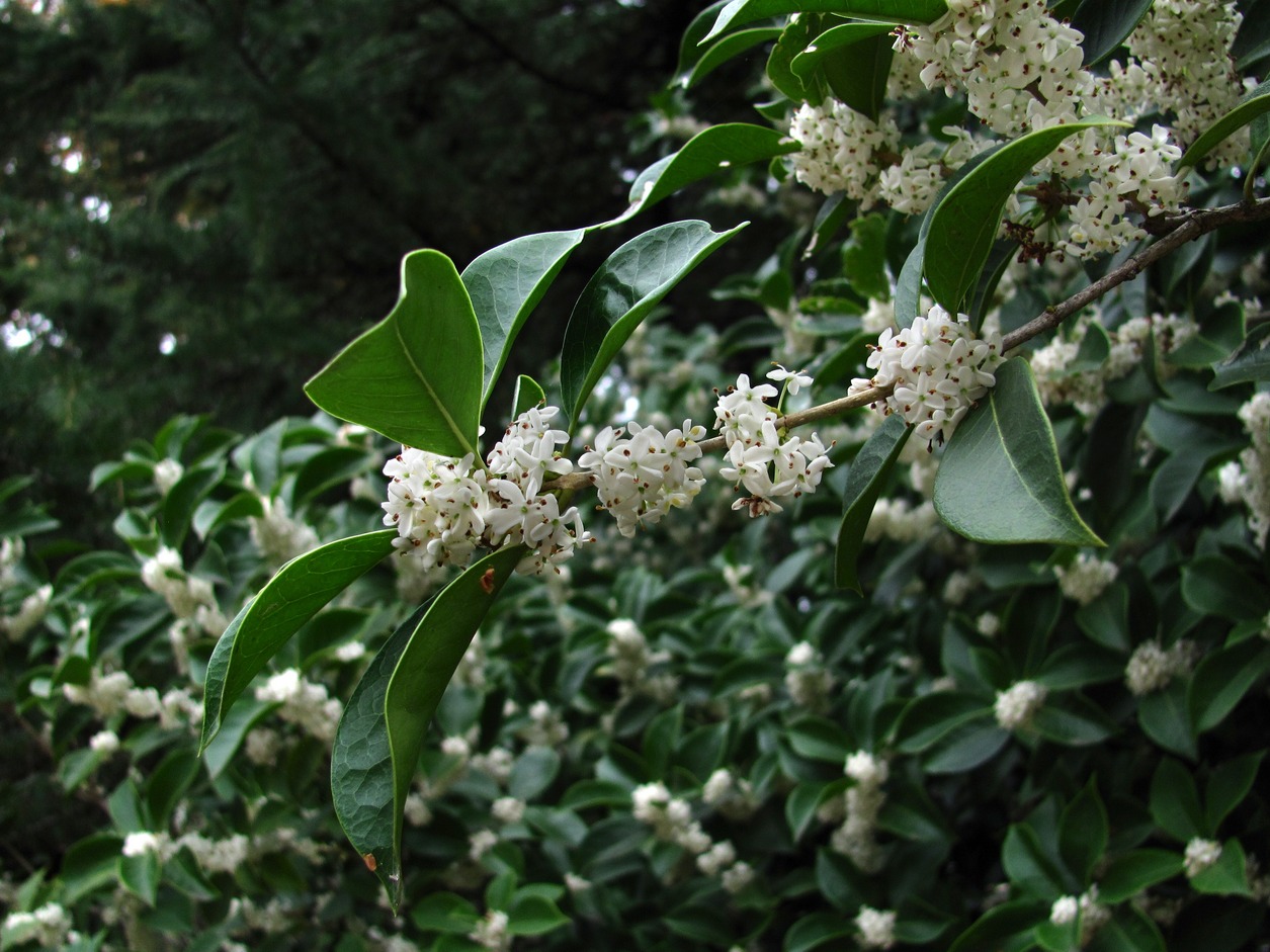 Image of Osmanthus × fortunei specimen.
