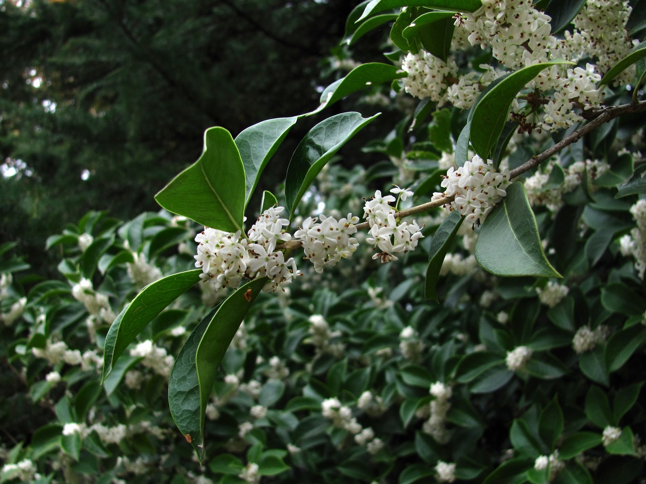 Image of Osmanthus &times; fortunei specimen.