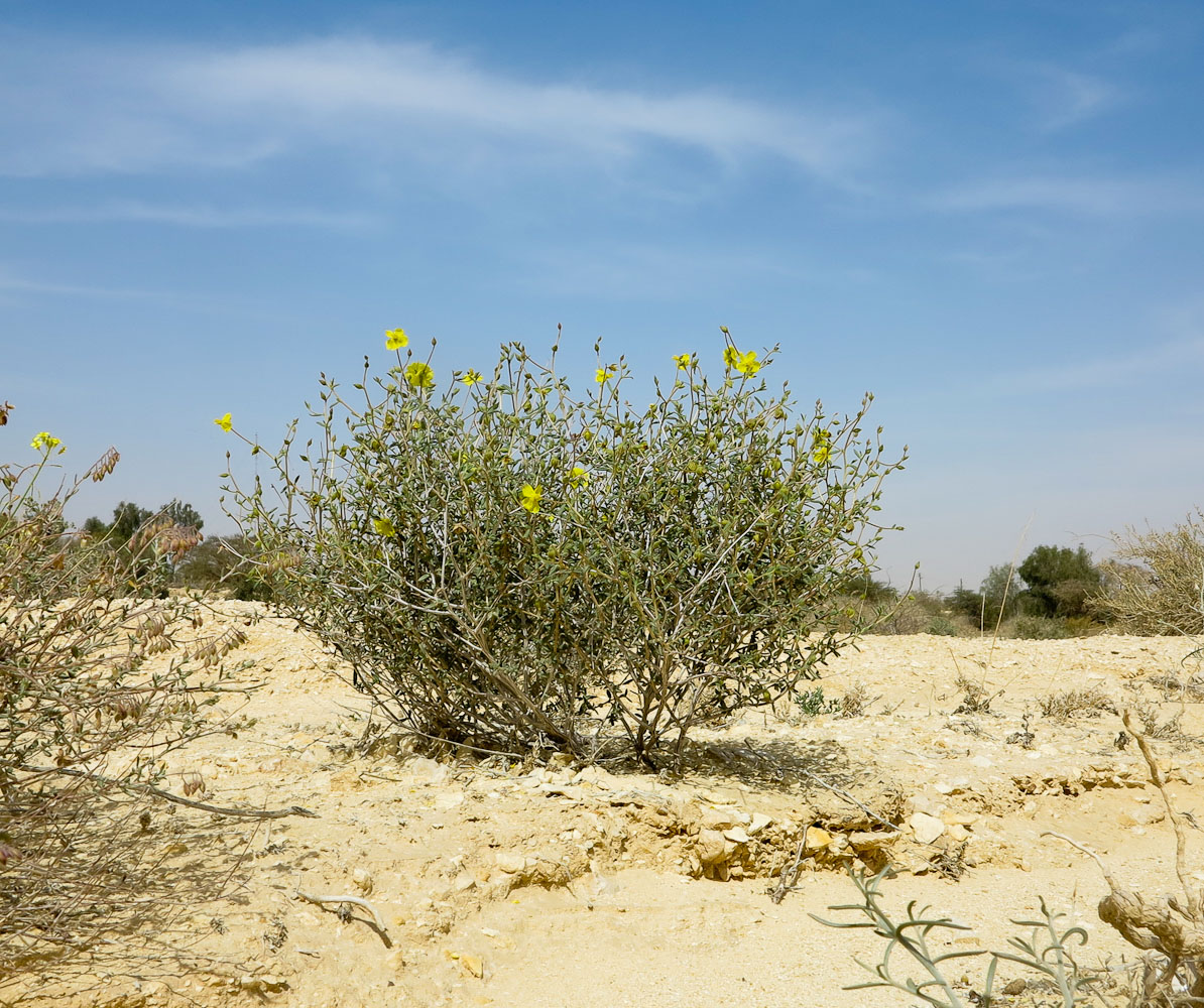 Image of Helianthemum sancti-antonii specimen.