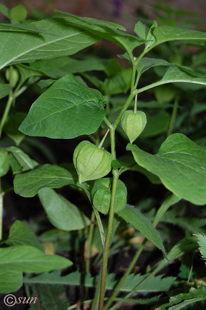 Image of Alkekengi officinarum specimen.