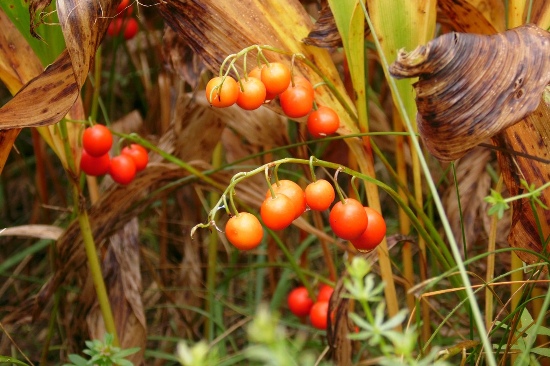 Изображение особи Convallaria majalis.