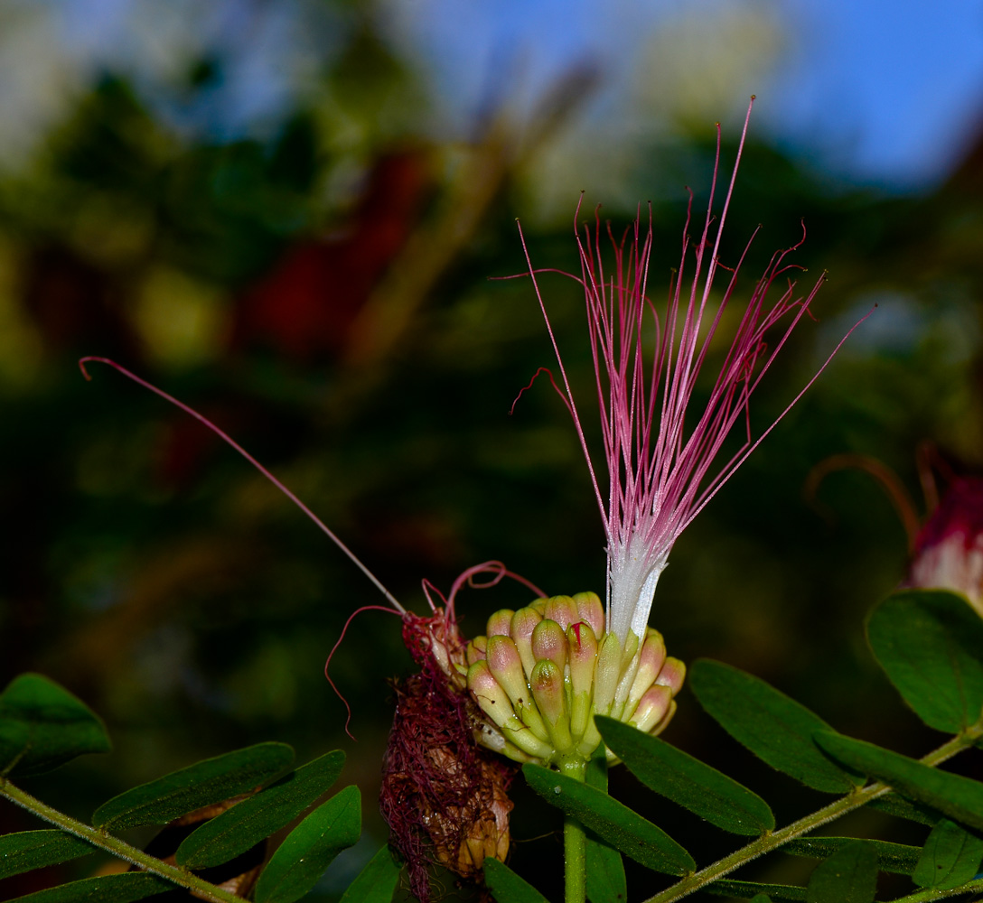 Изображение особи Calliandra haematocephala.