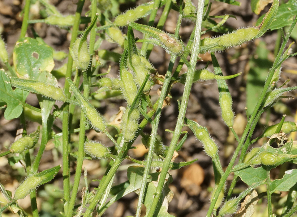 Image of Sinapis alba specimen.