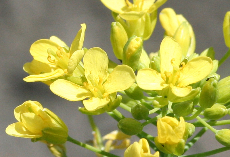 Изображение особи Brassica rapa.