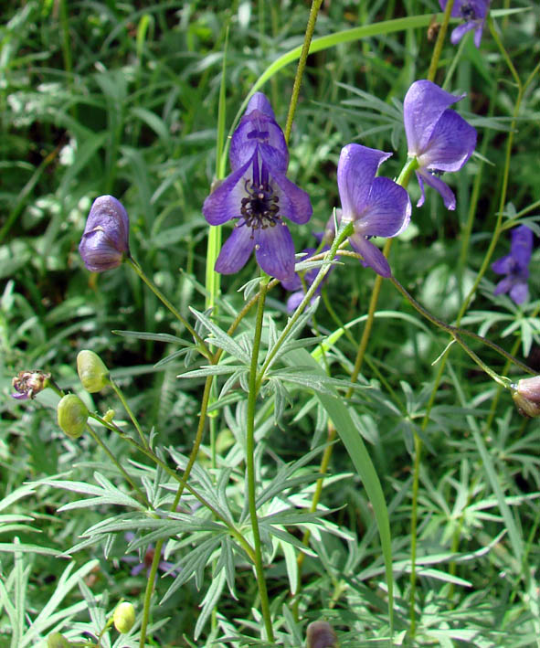 Image of Aconitum ambiguum specimen.