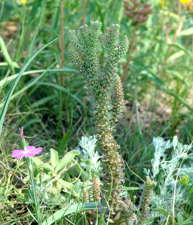 Изображение особи Orostachys malacophylla.