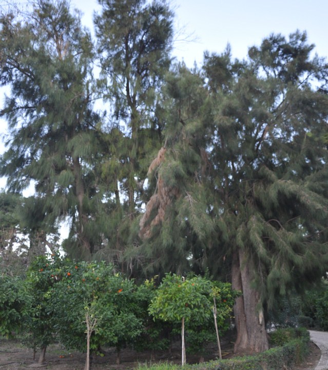 Image of Casuarina equisetifolia specimen.