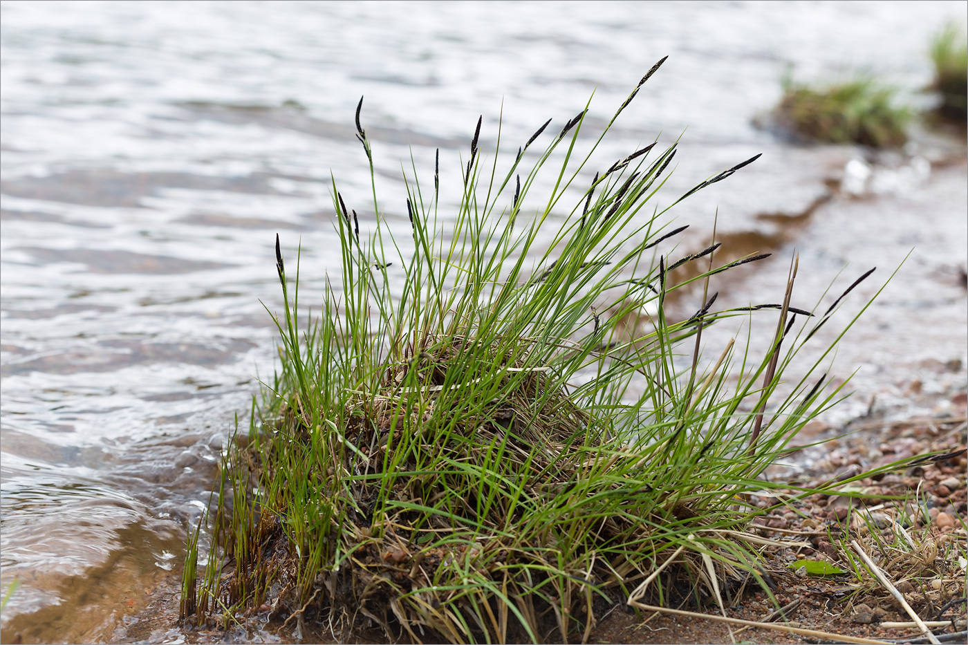 Image of genus Carex specimen.