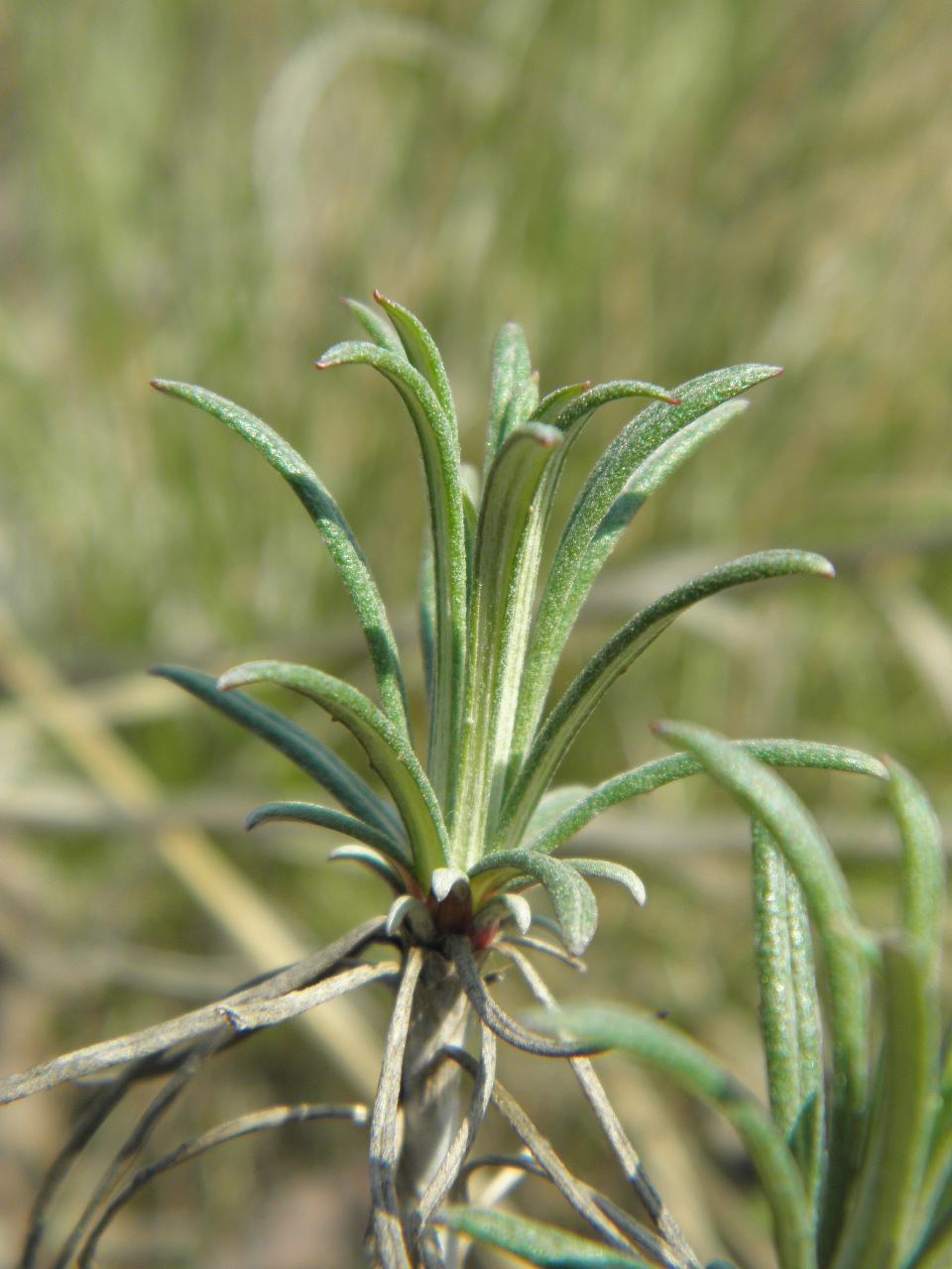 Image of Jurinea stoechadifolia specimen.