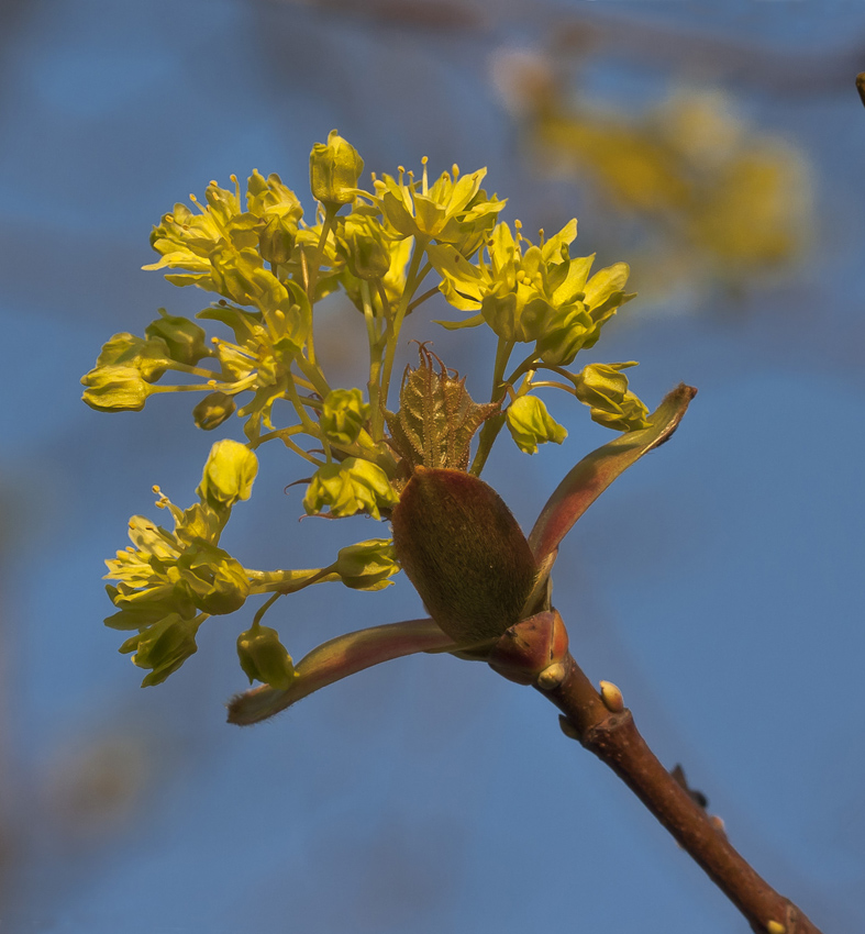 Image of Acer platanoides specimen.