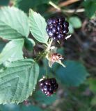 Rubus orthostachys