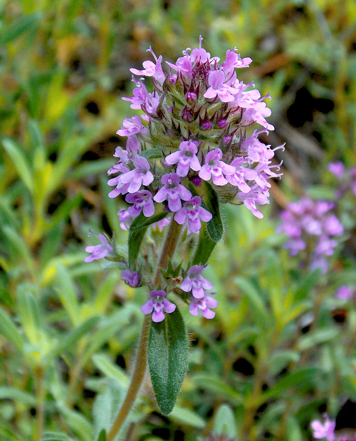 Изображение особи Thymus markhotensis.