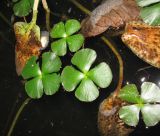 Marsilea quadrifolia. Плавающие на поверхности воды листья. Крым, Симферополь, ботсад университета. 27 октября 2009 г.