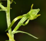 Platanthera maximowicziana. Цветок (вид сзади). Приморский край, окр. г. Находка, в дубовом лесу. 04.07.2016.