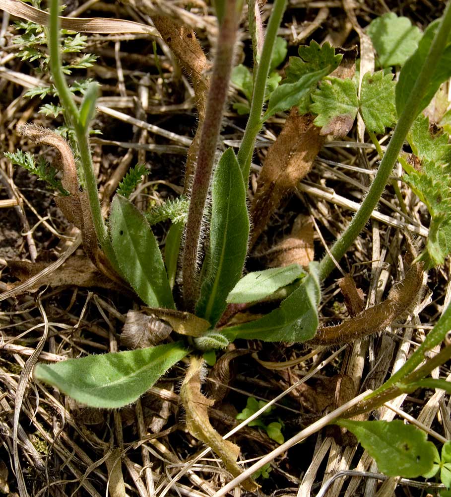 Image of genus Pilosella specimen.