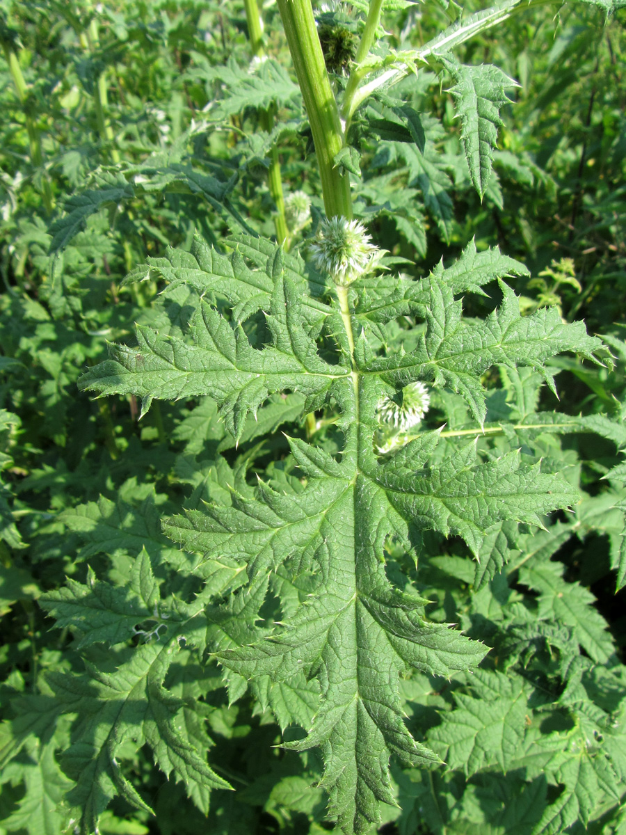 Изображение особи Echinops exaltatus.