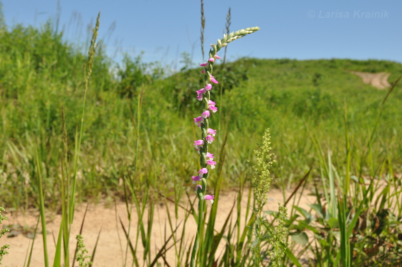 Image of Spiranthes australis specimen.