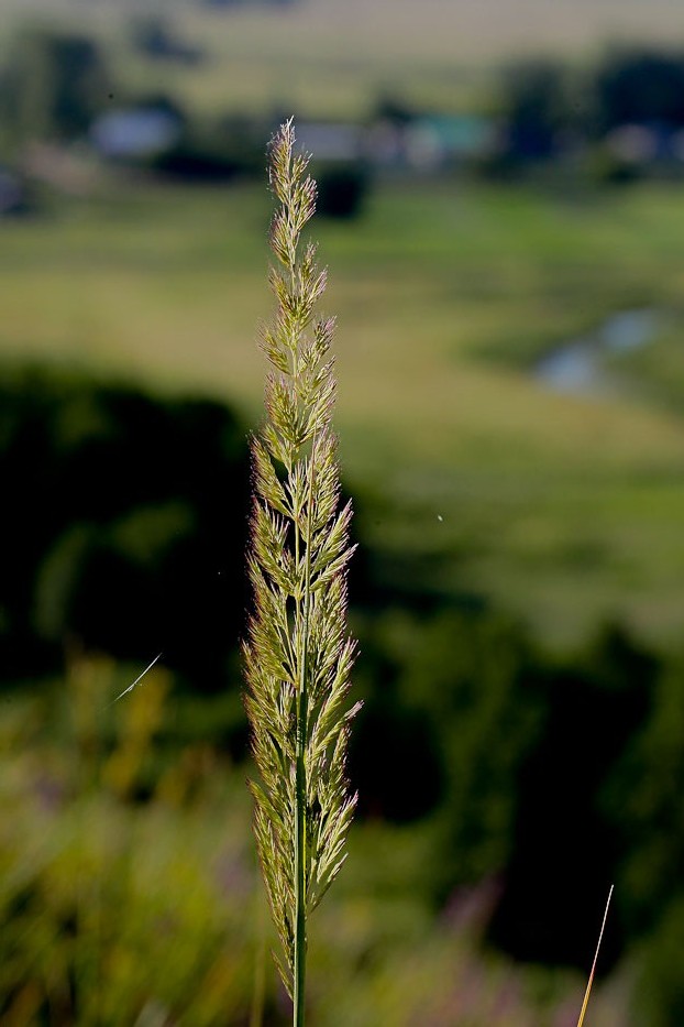 Изображение особи Calamagrostis epigeios.