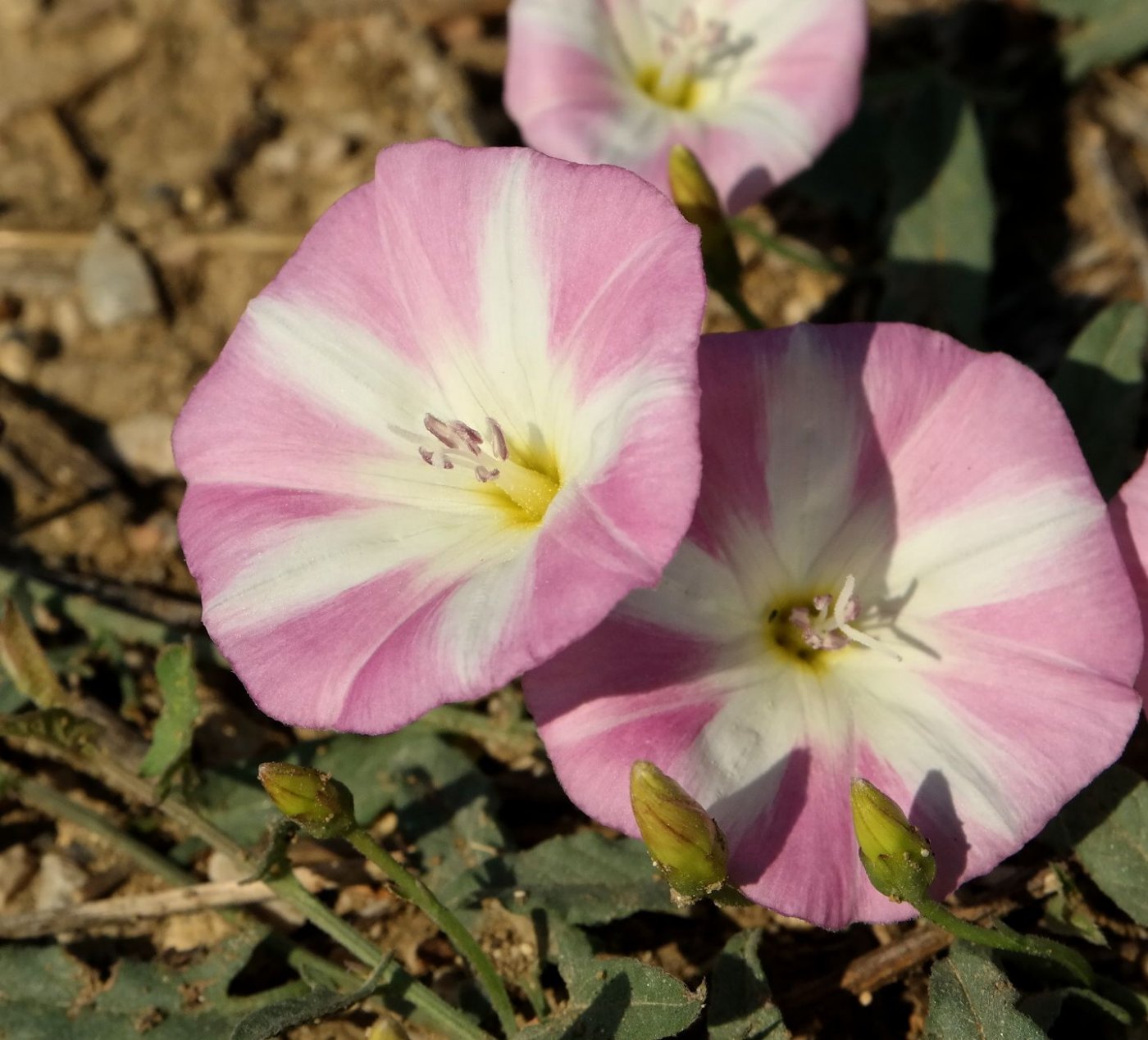 Image of Convolvulus arvensis specimen.