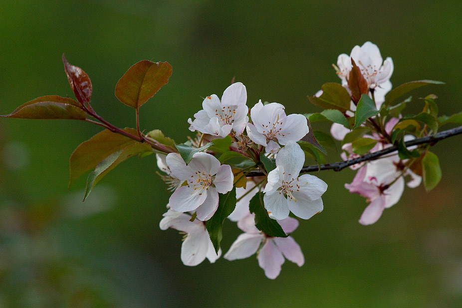 Image of genus Malus specimen.