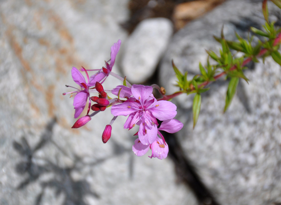 Image of Chamaenerion colchicum specimen.