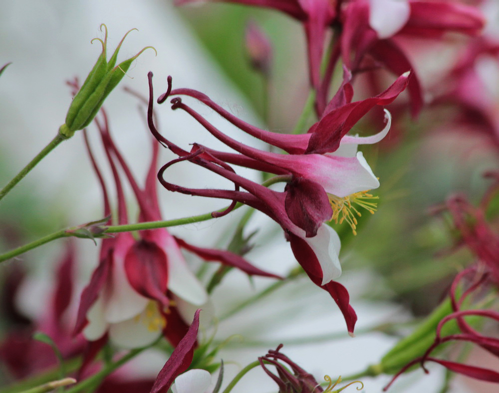 Изображение особи Aquilegia coerulea.