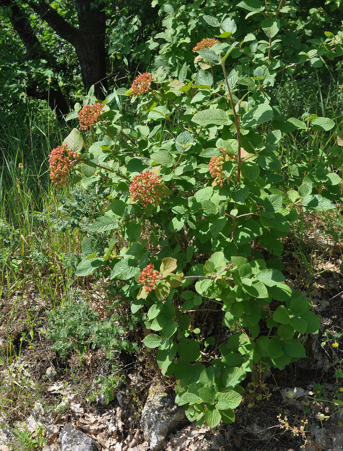 Image of Viburnum lantana specimen.