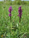 Orchis mascula