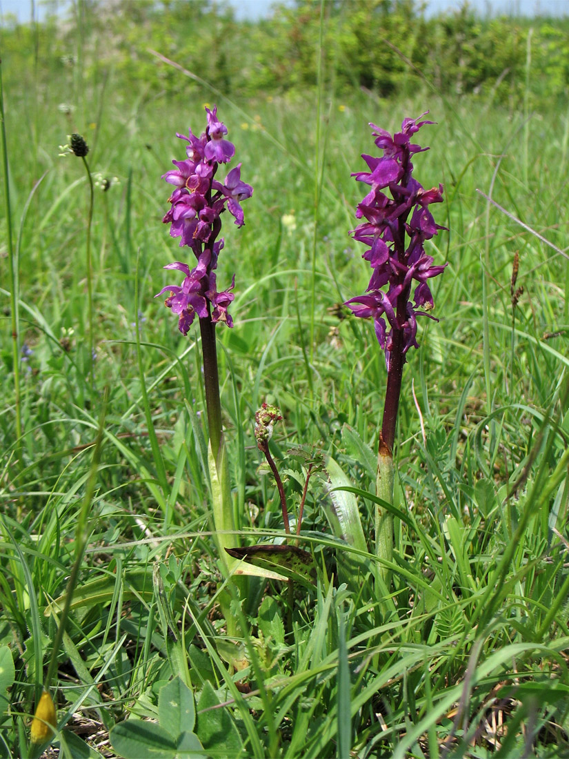 Изображение особи Orchis mascula.