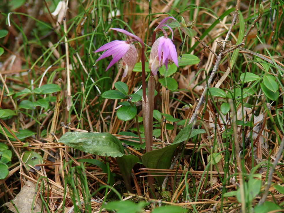 Image of Calypso bulbosa specimen.