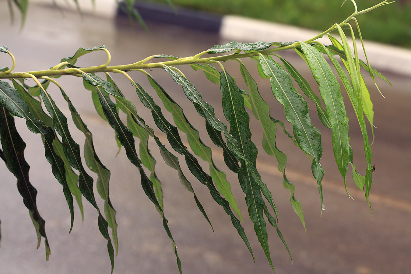 Image of Salix schwerinii specimen.