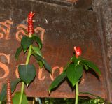 Costus woodsonii