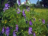 Vicia cracca. Побеги с соцветиями. Свердловская обл., окр. г. Североуральск, опушка соснового леса. 06.07.2007.